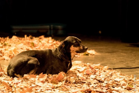 / Animalitas -